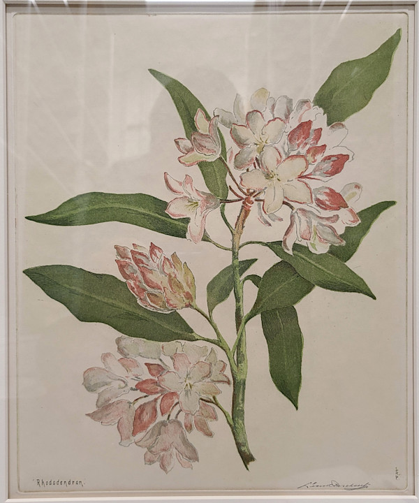 Rhododendron by Leon Pescheret
