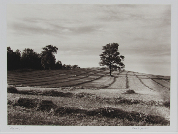 Harvest by Fran Achen, Image 1.