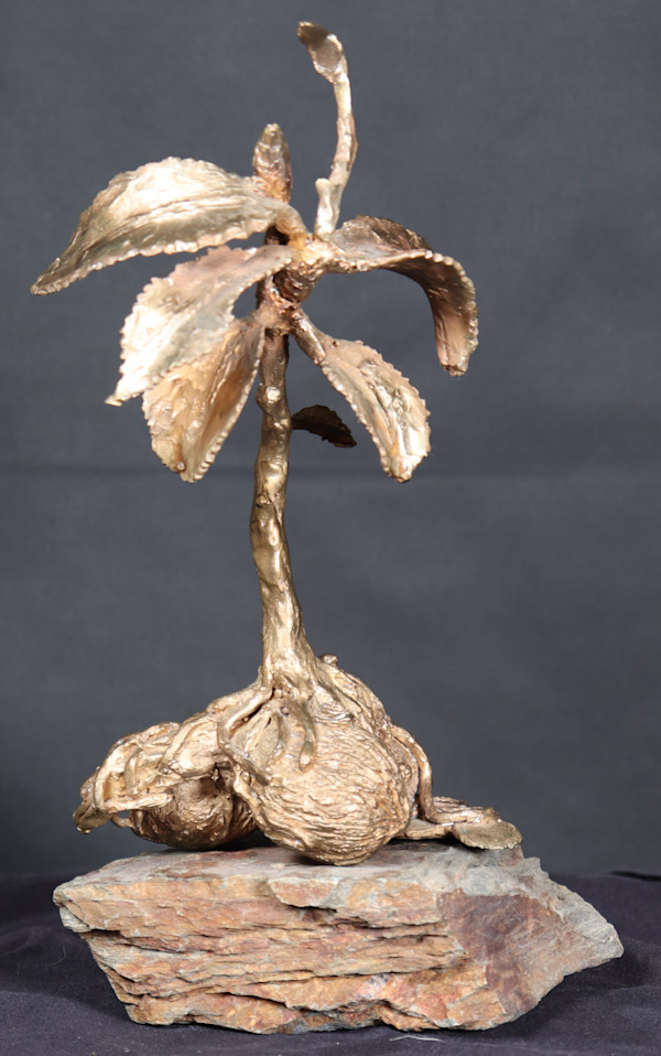 Black walnuts growing into a very full life by Jan Somers