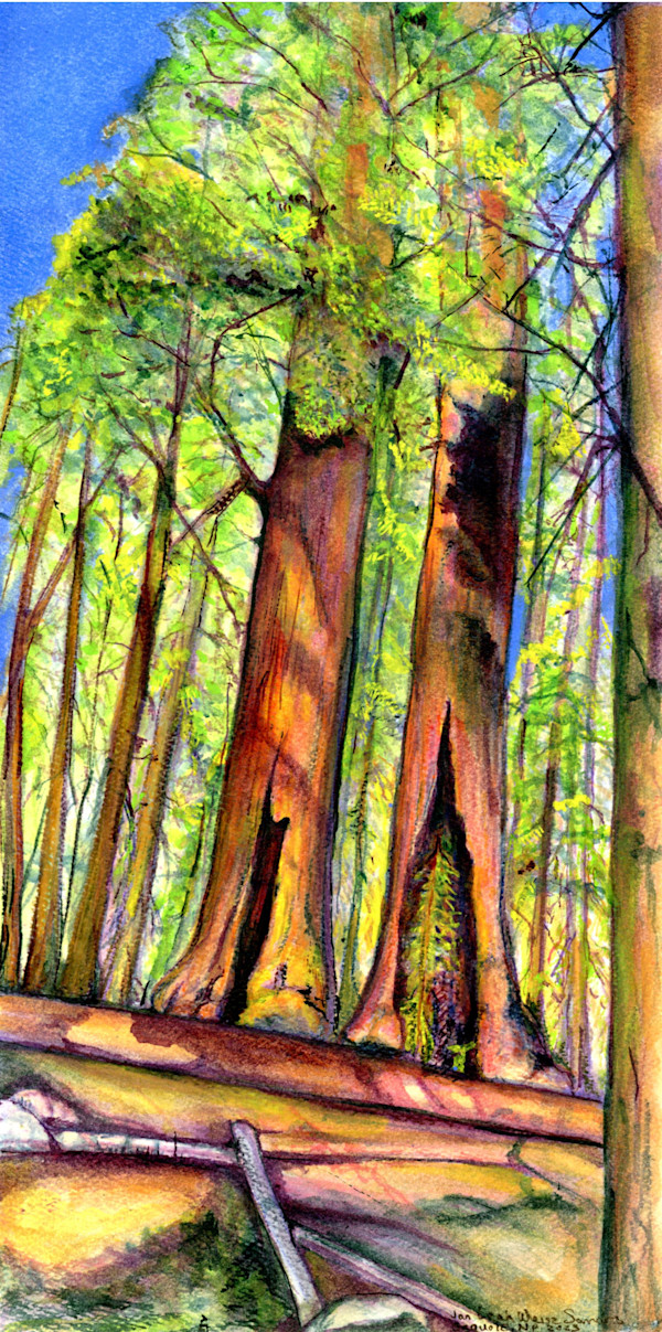 Sequoia NP by Jan Somers