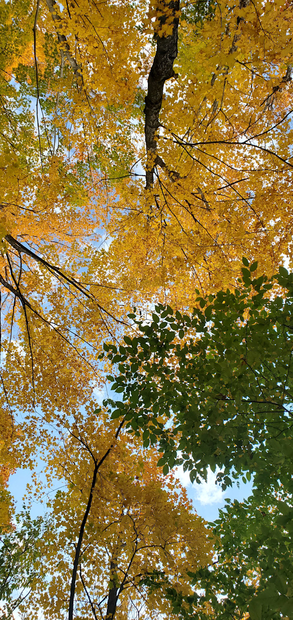 Up Through the Trees by Jan Somers