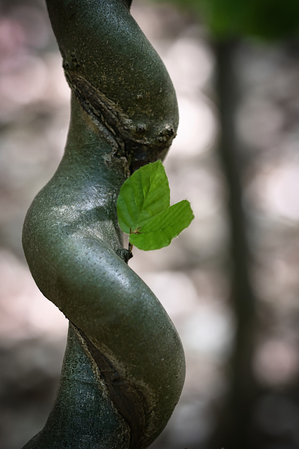 Eve left the Garden by Kjeld Smed