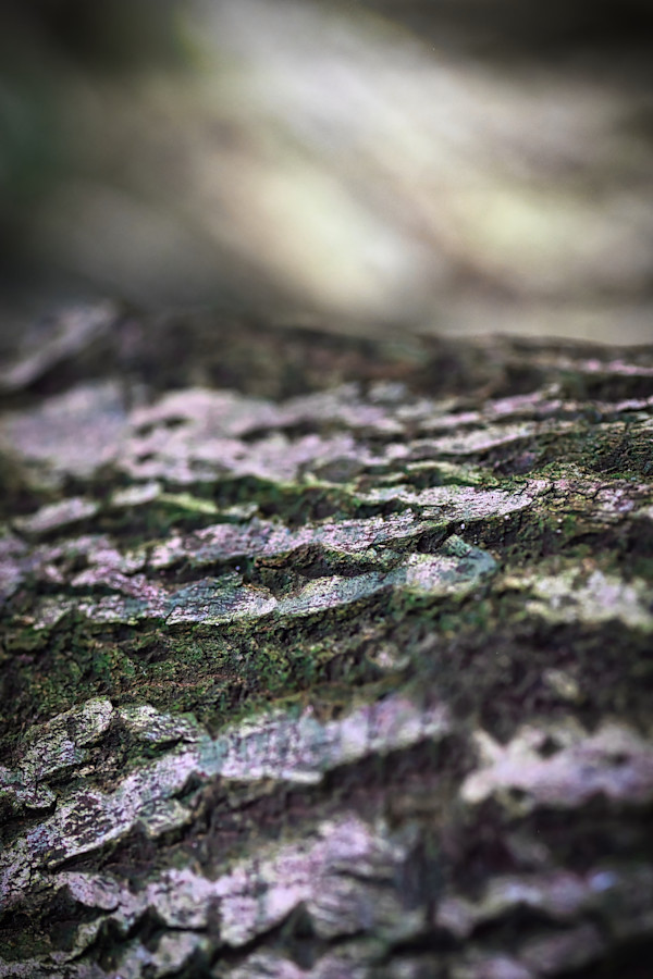 The soul of a Tree by Kjeld Smed