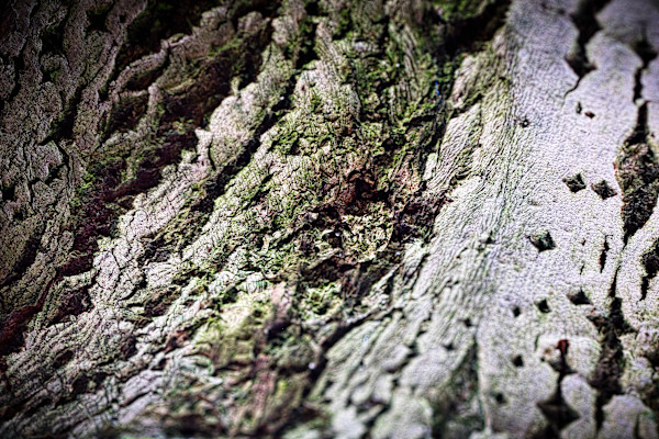 The soul of a Tree by Kjeld Smed