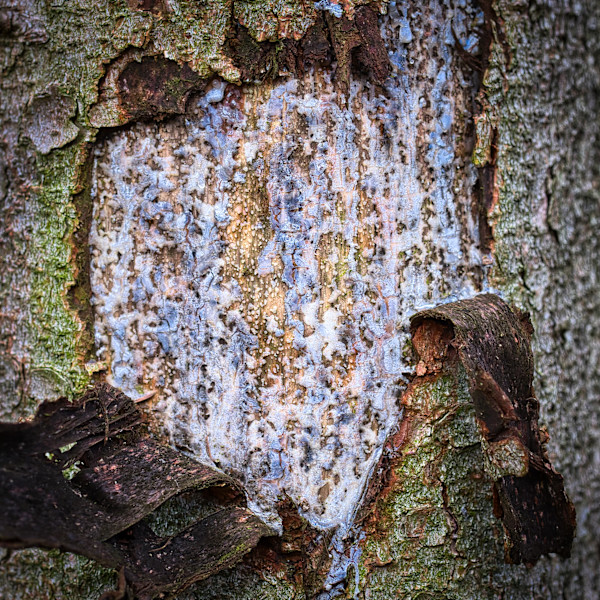 The soul of a Tree by Kjeld Smed