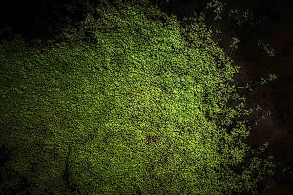 Water Reflections by Kjeld Smed