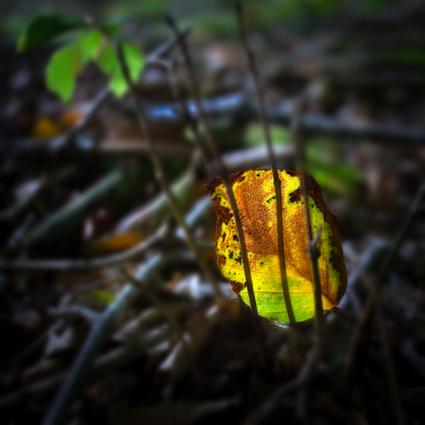 Forest glow by Kjeld Smed