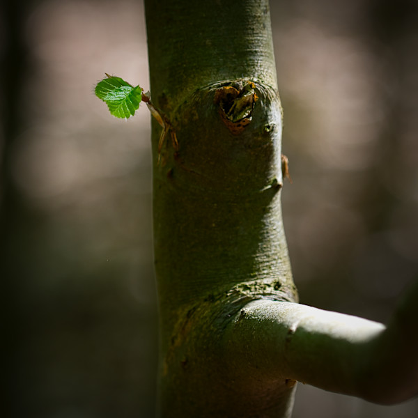 Spring by Kjeld Smed