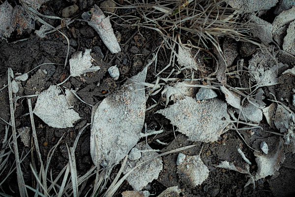 Along the Gravel Road by Kjeld Smed