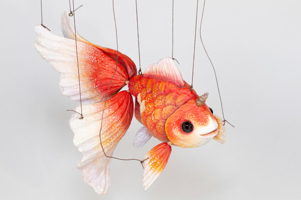 Unicorn Goldfish (Sarasa) by Mikazuki Futatsu