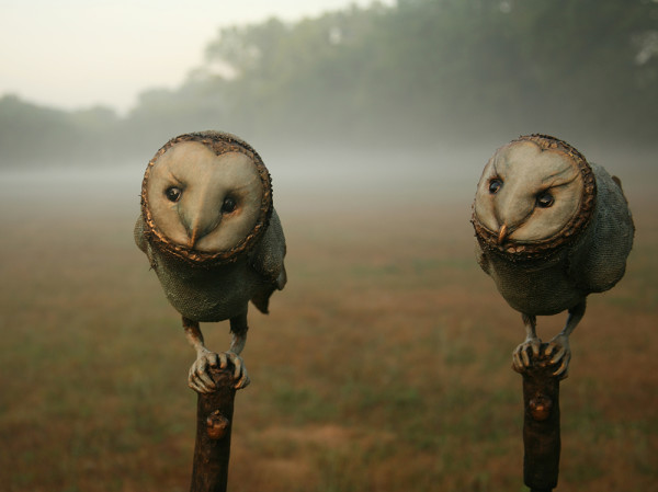 Bhava Owls 2 by Scott Radke