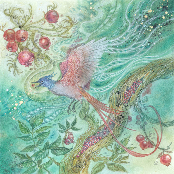 Paradise Fly Catcher by Stephanie Law
