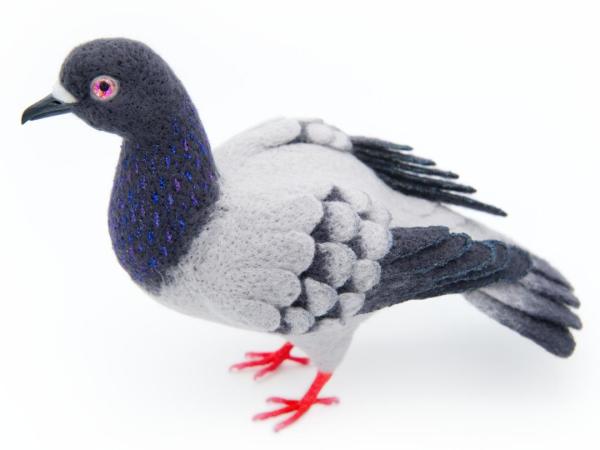 NYC Pigeon by Zoë Williams