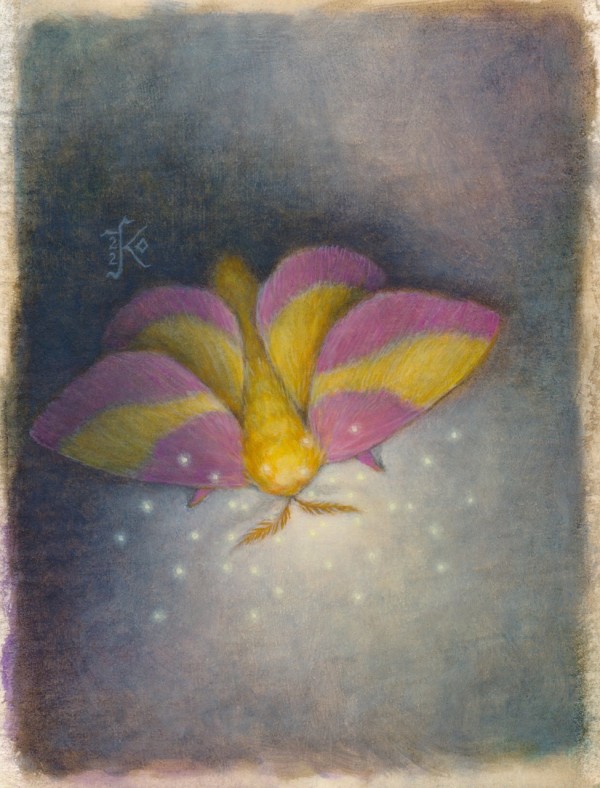 Rosy Maple Moth by Kaysha Siemens