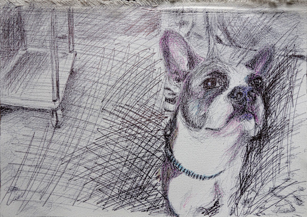 Curious Dog by Marie Désert