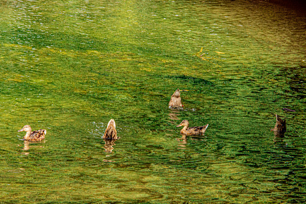 Afternoon Waddle by Cledabdounia "Dounia" Bernard