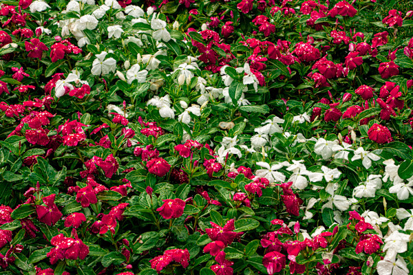 Floral Getaway by Cledabdounia "Dounia" Bernard