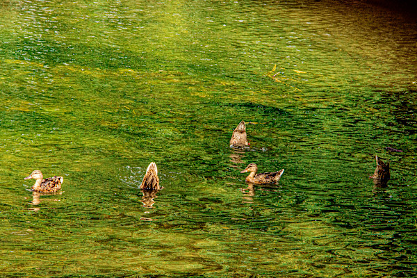 Afternoon Waddle #1 by Cledabdounia "Dounia" Bernard