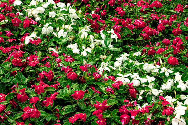 Floral Getaway #2 by Cledabdounia "Dounia" Bernard