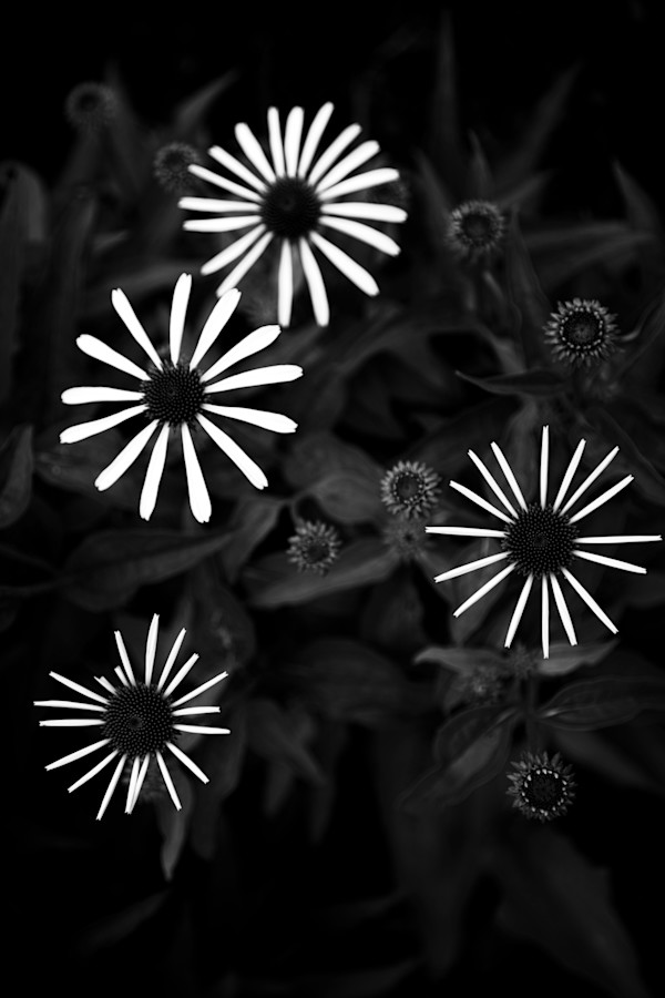 Flowers Beneath The Shadows #1 by Izzie Burke