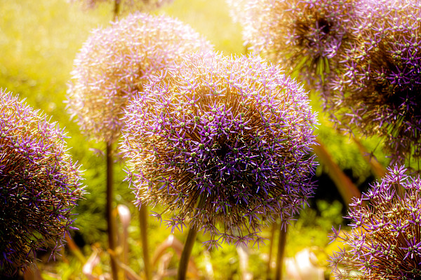 Sugar Plum Fairy #2 by Izzie Burke