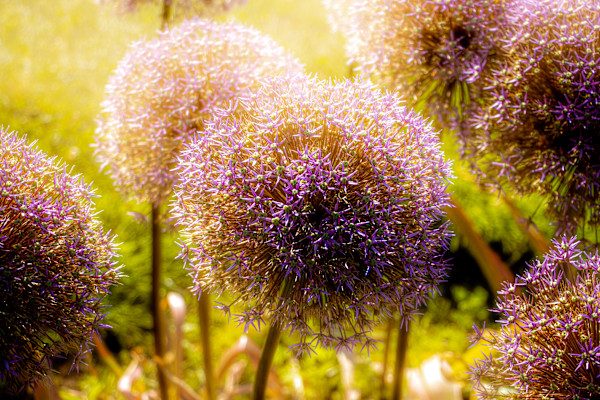 Sugar Plum Fairy by Izzie Burke