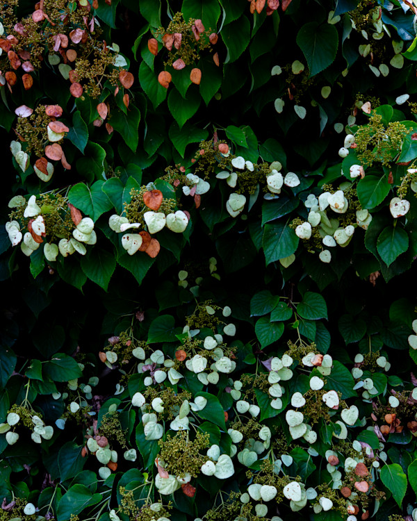 Whispers In The Ivy #1 by Aniyah Etienne