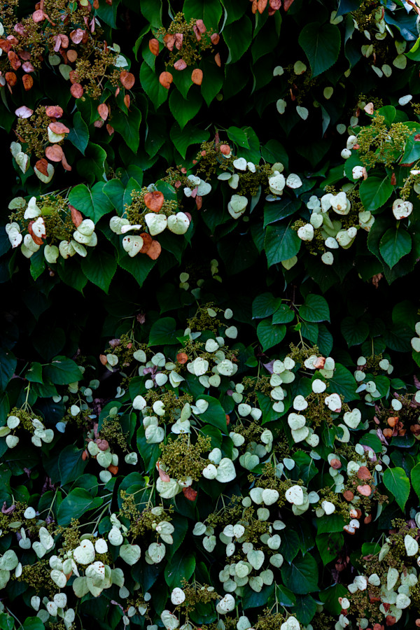 Whispers In The Ivy by Aniyah Etienne