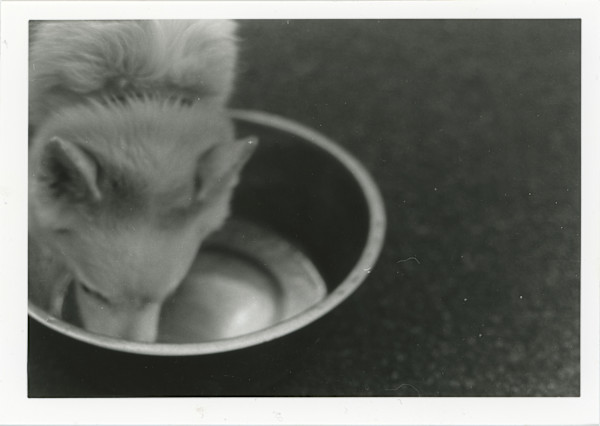 Dog Eats Food by Akeakamai "AK" Ishikawa