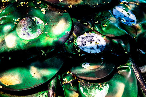 Turtle Sculpture #3 by Akeakamai "AK" Ishikawa