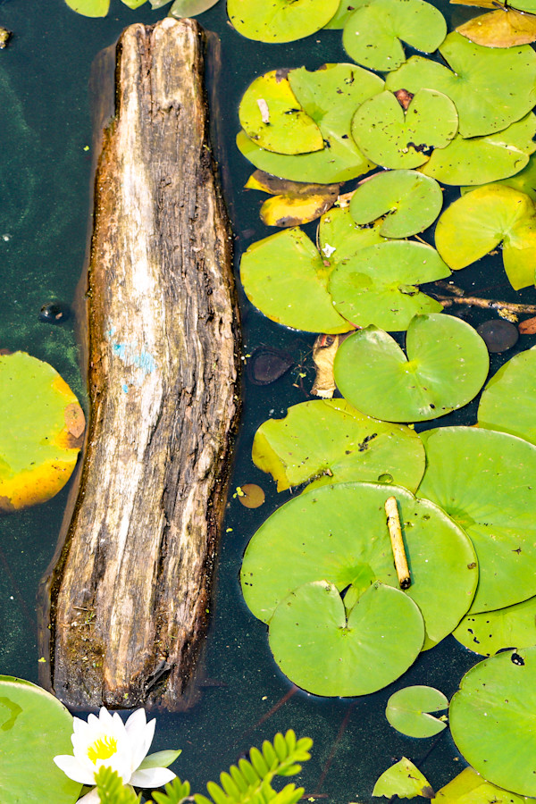 Nature's Beauty #3 by King James