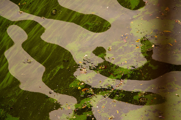 Ripples In Green #4 by Camila Madrid