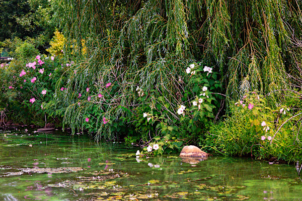 Tangled Beauty #2 by Jaleya Mallory