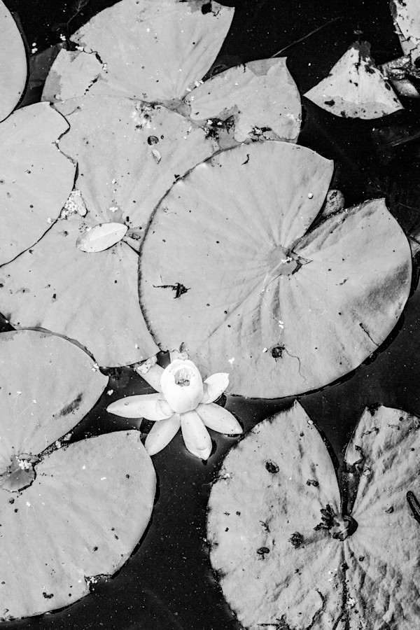 Lily Lotus by Mariana Brhane