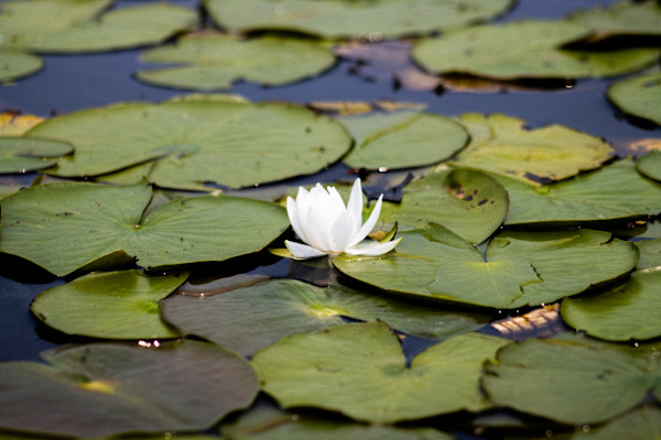 White Lotus by Tran Nguyen