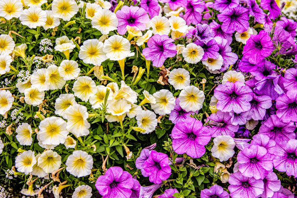 Nature's Tie Dye by Gabriel Ovalles