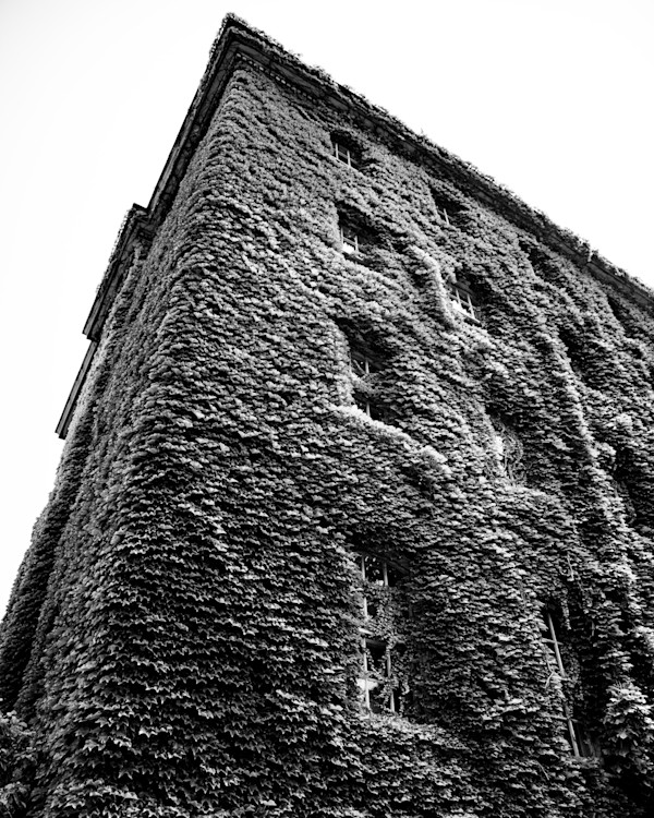 Rooted Heights #1 by Gabriel Ovalles