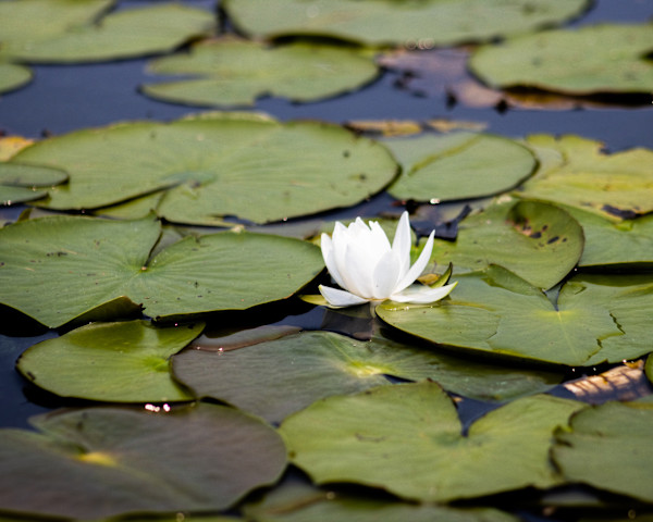 White Lotus #1 by Tran Nguyen