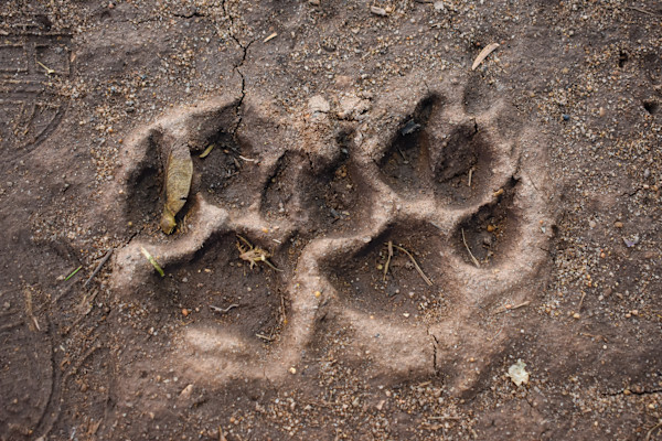 Take a Moment to Paws by Nicky Tran, Image 1.