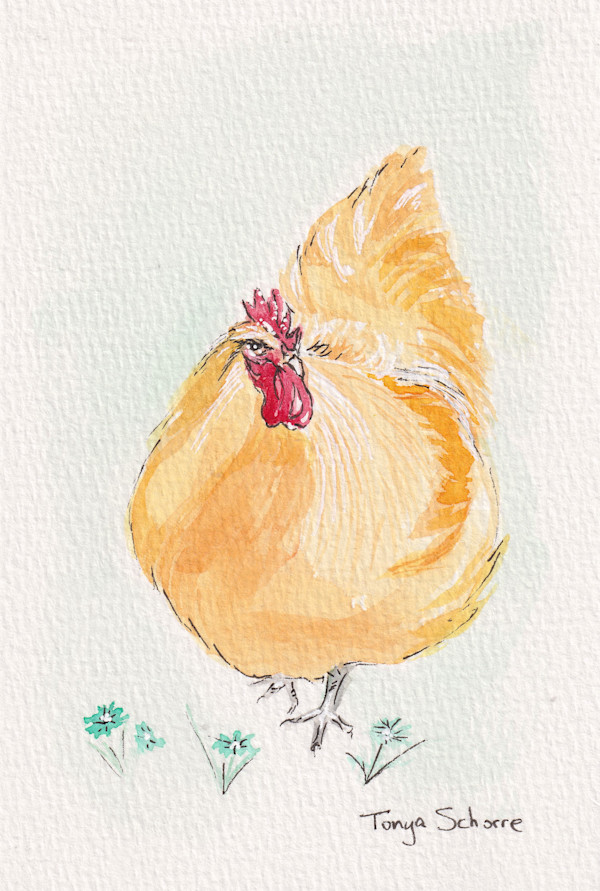 Chicken 2 by Tonya Schorre
