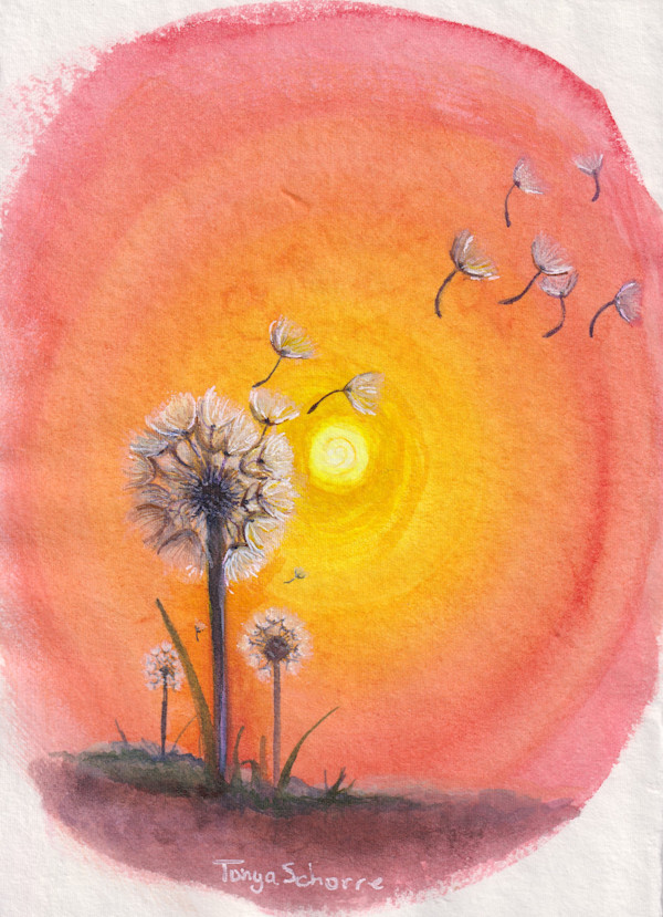 Dandelions at Sunset by Tonya Schorre
