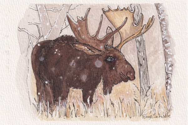 First Snow by Tonya Schorre