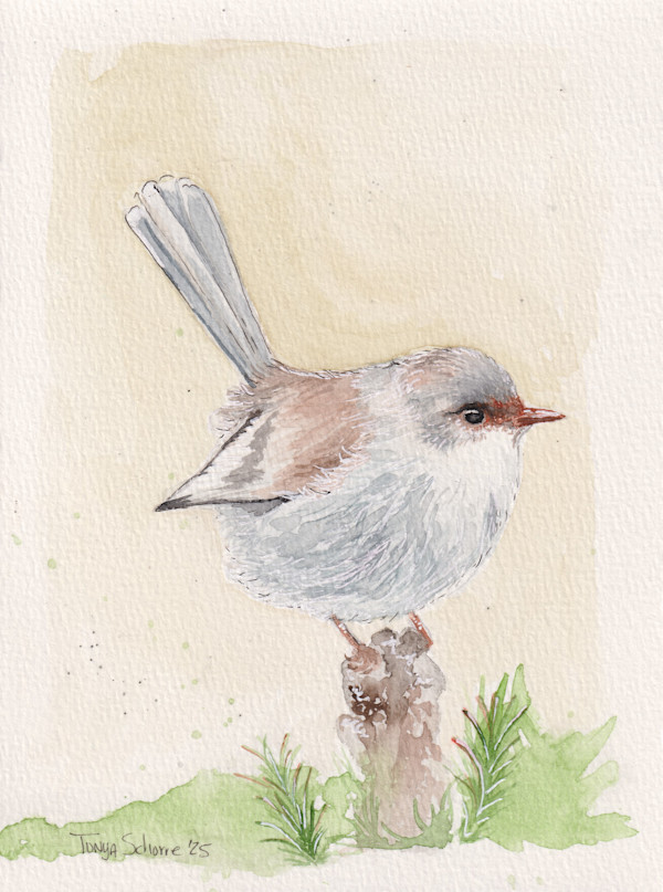 Superb Fairywren on Post by Tonya Schorre