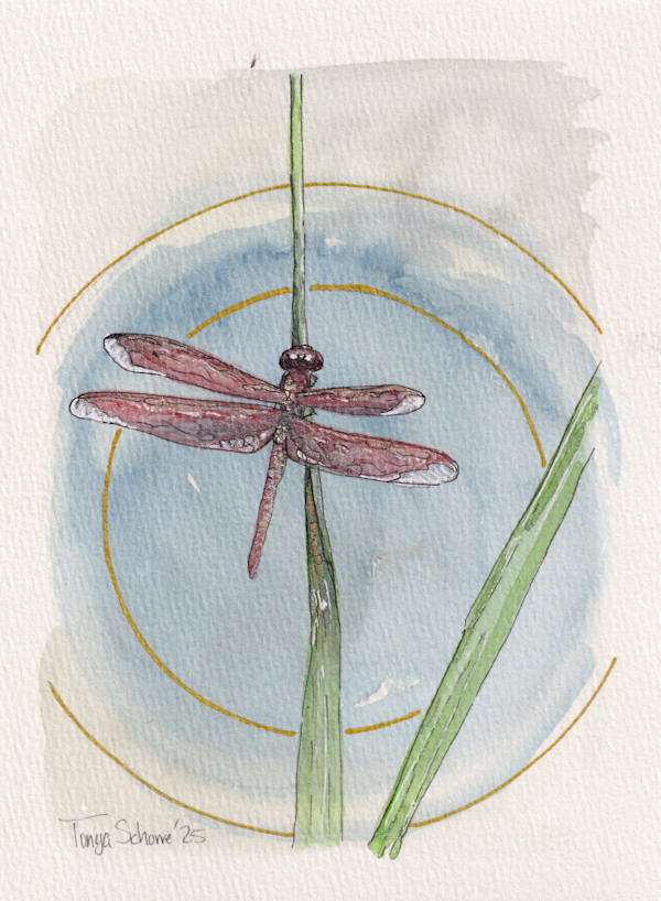 Red-veined Darter over Water by Tonya Schorre