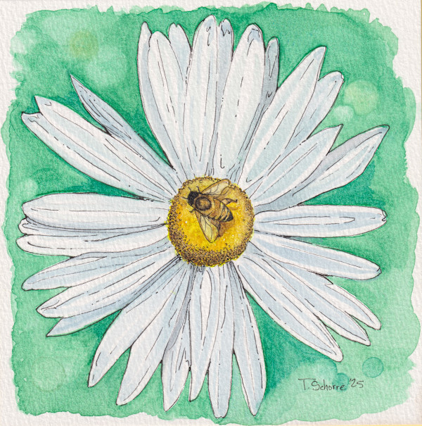 White Daisy with Honey Bee by Tonya Schorre