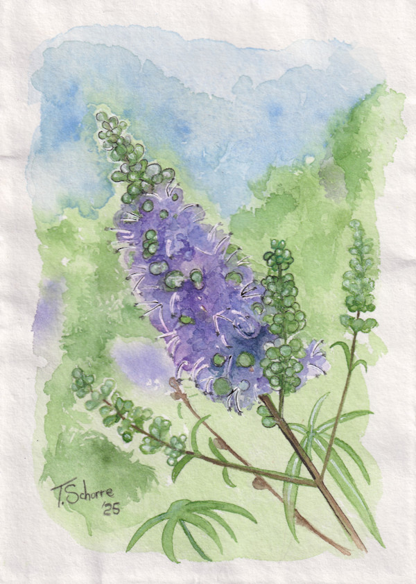 Vitex at Sam Houston's House by Tonya Schorre