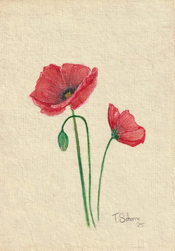 Poppies in Bloom by Tonya Schorre