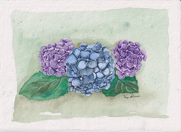 Hydrangeas by Tonya Schorre