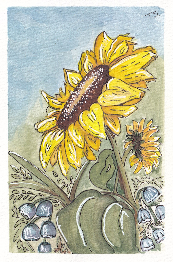 Sunflower 1 by Tonya Schorre