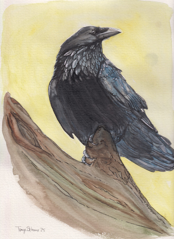 Regal Raven Framed Canvas Print by Tonya Schorre